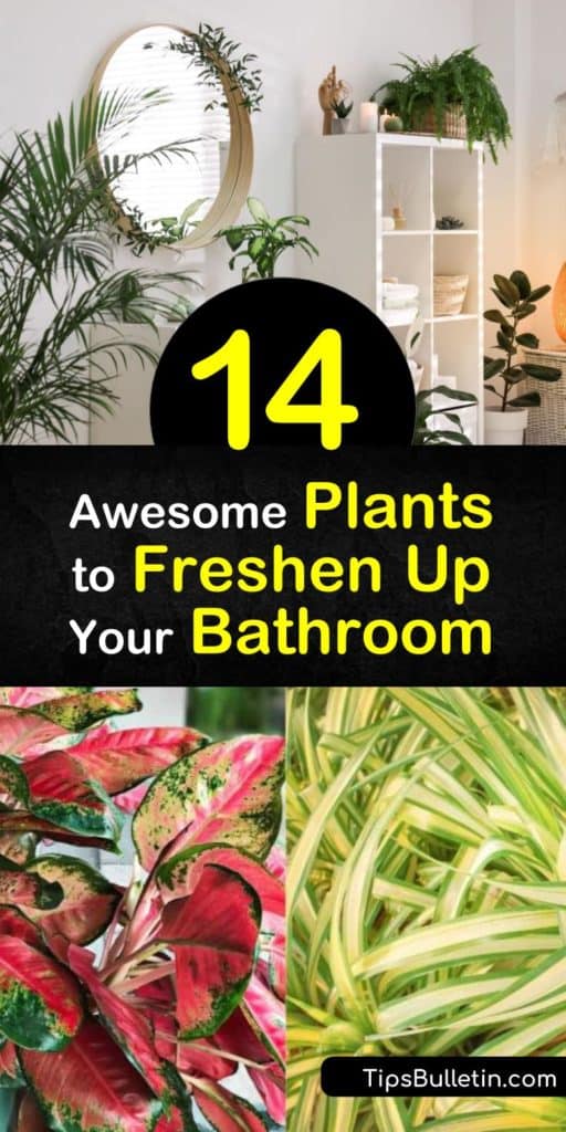 Learn how to create a clean and green space in your bathroom with indoor plants. Grow tropical plants such as peace lily on an indirect light windowsill or hang a spider plant in the bright light of a sunny window. #bathroomplants #plants #bathroom