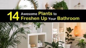 Plants for Your Bathroom titleimg1