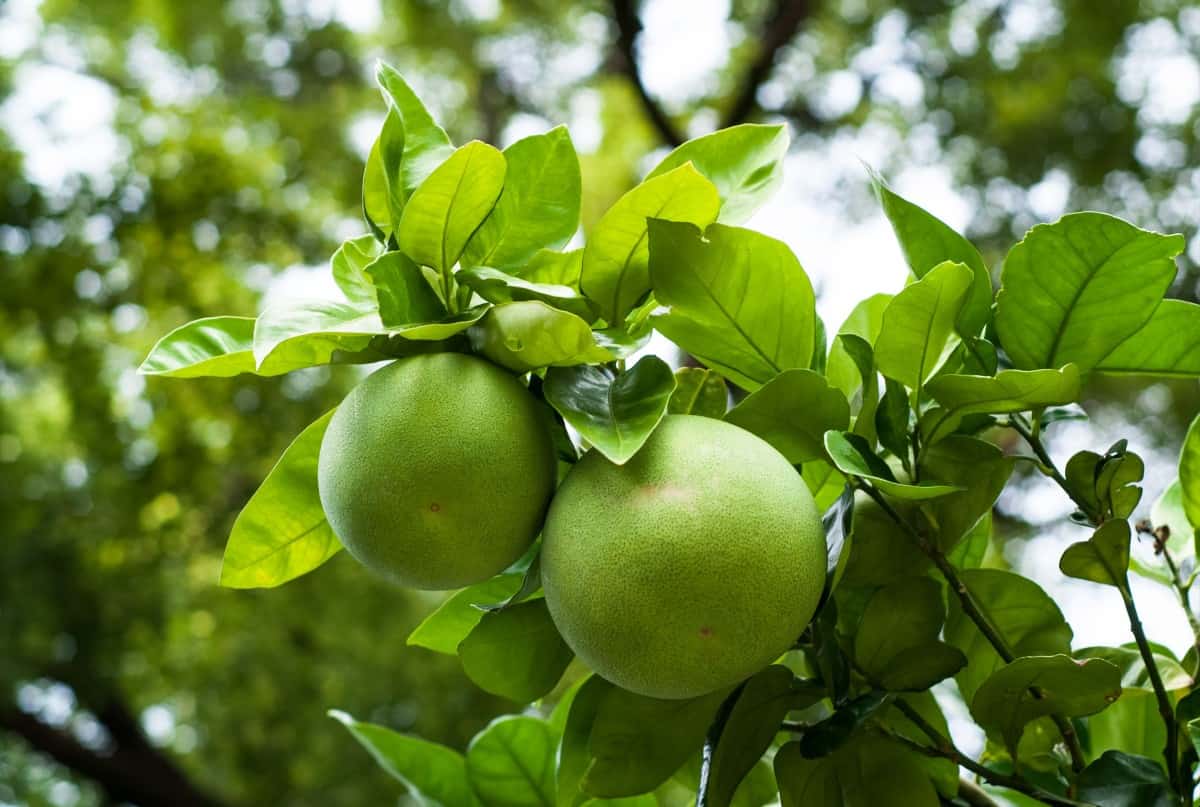 Pomelos are a large fruit related to the grapefruit.