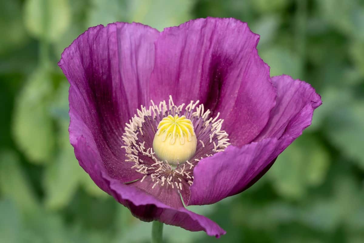 Poppies are self sowing annuals.