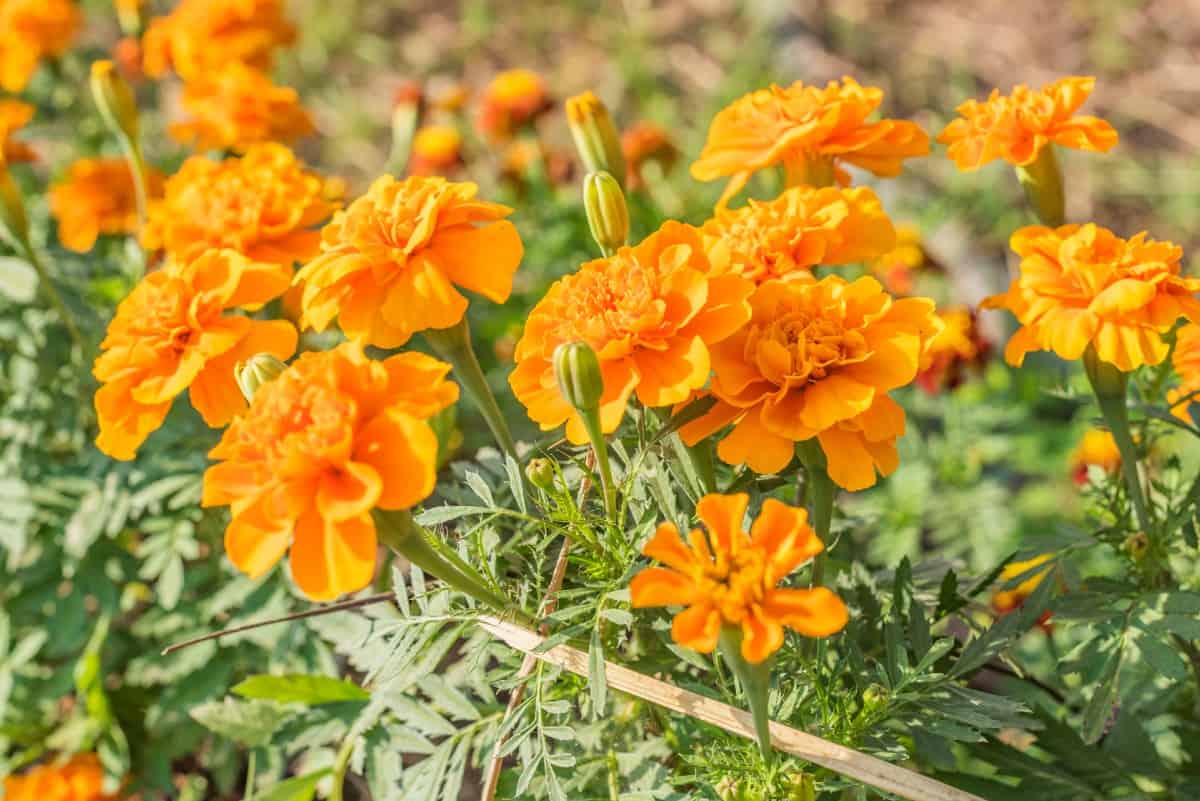 Pot marigolds are annuals that prefer full sun.