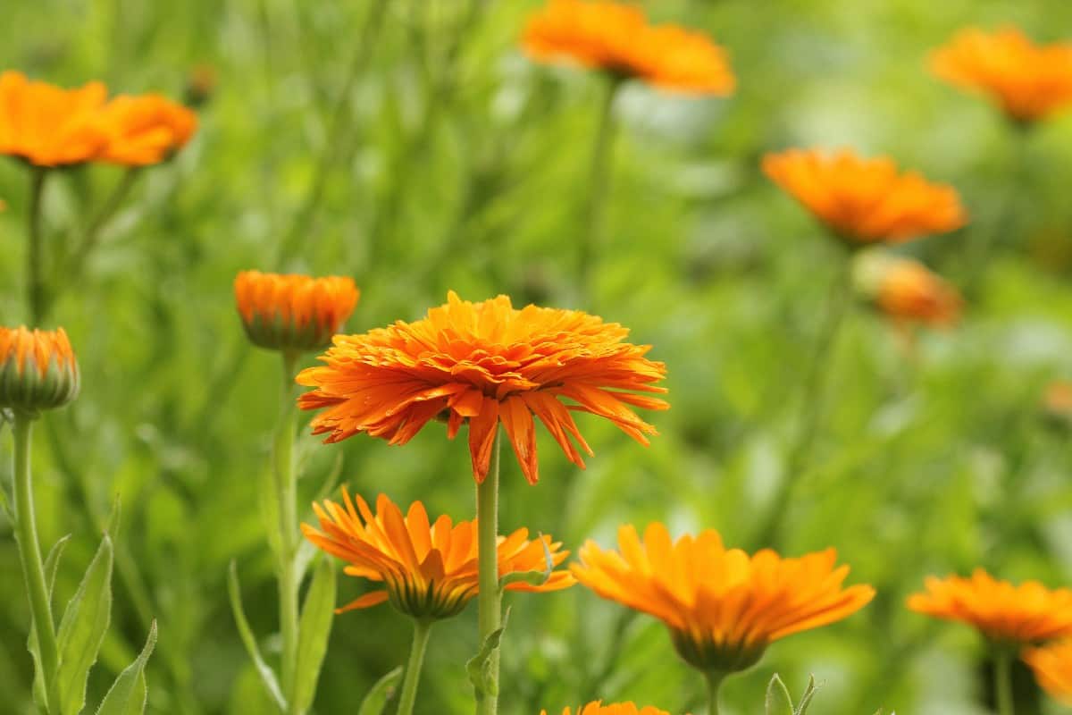 Pot marigolds don't mind cool conditions.