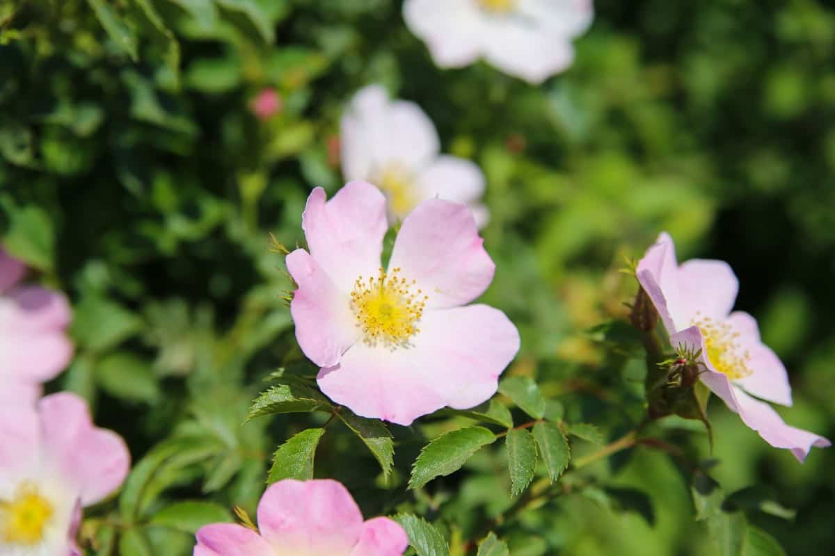 Prairie climbing roses require full sun to thrive.