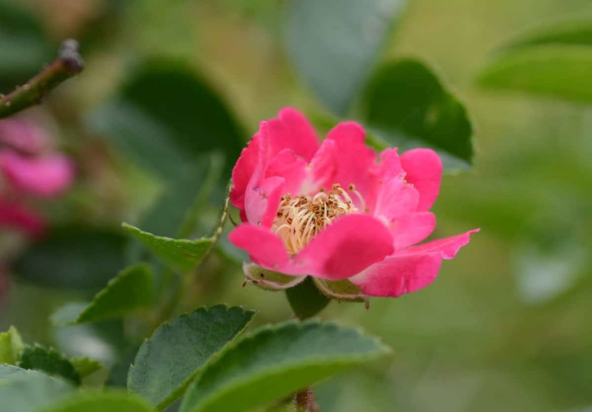 Prairie climbing roses have pink blooms.