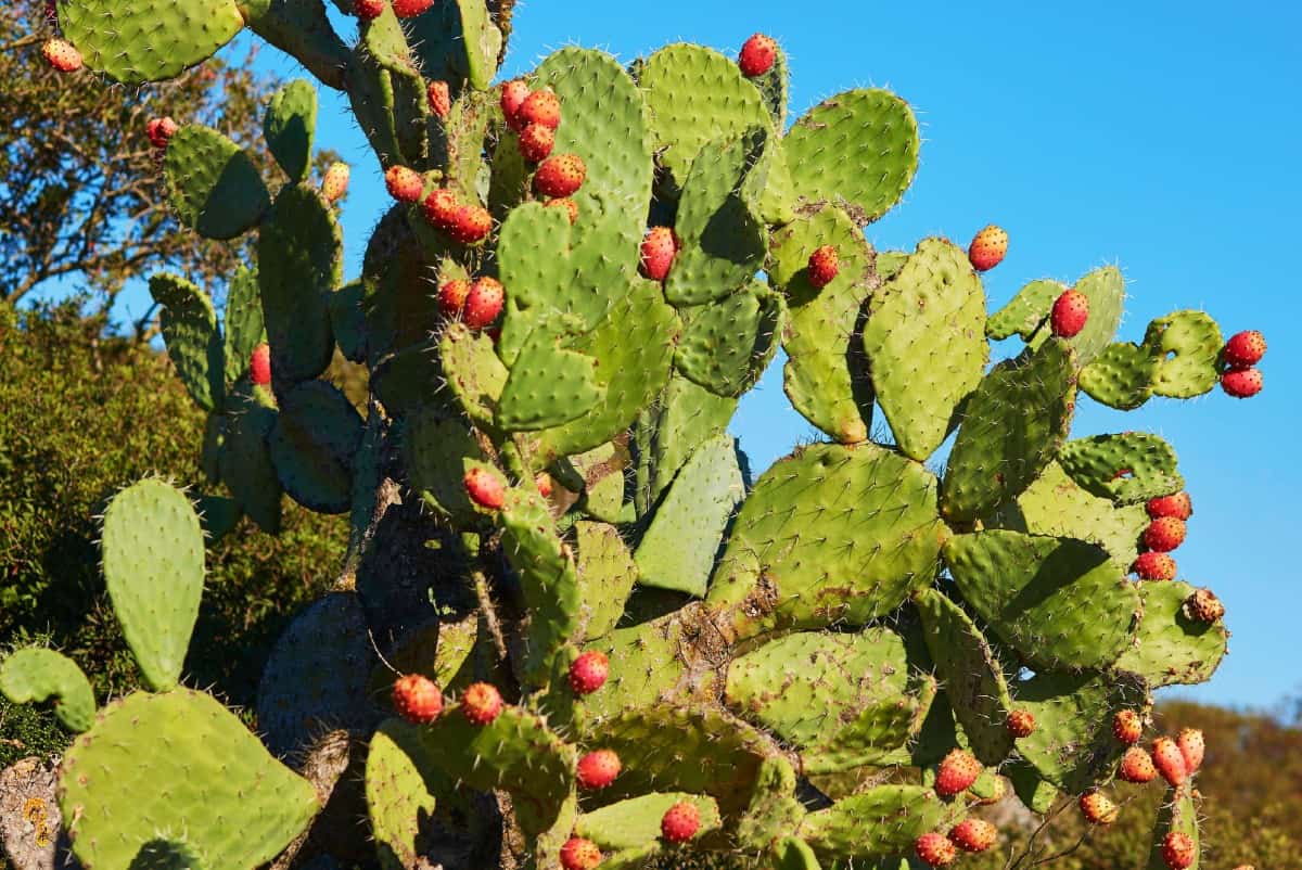 The prickly pear cactus has edible pads.