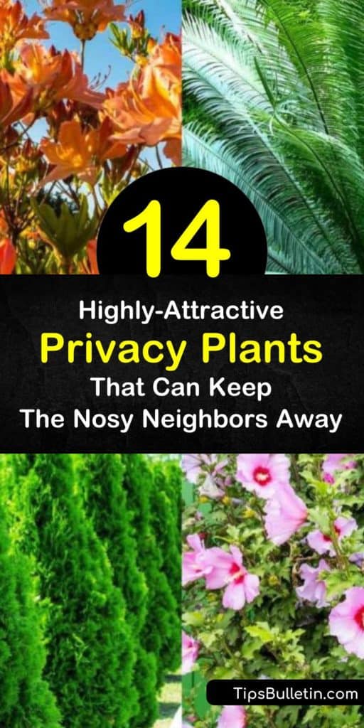 Discover how to create a hidden sanctuary in your backyard by planting privacy plants such as azaleas, Leyland cypress, and boxwoods. Know which shrubs, small trees, or hedges are perfect for deck, patio, and front yards. #privacy #plants #landscaping #garden