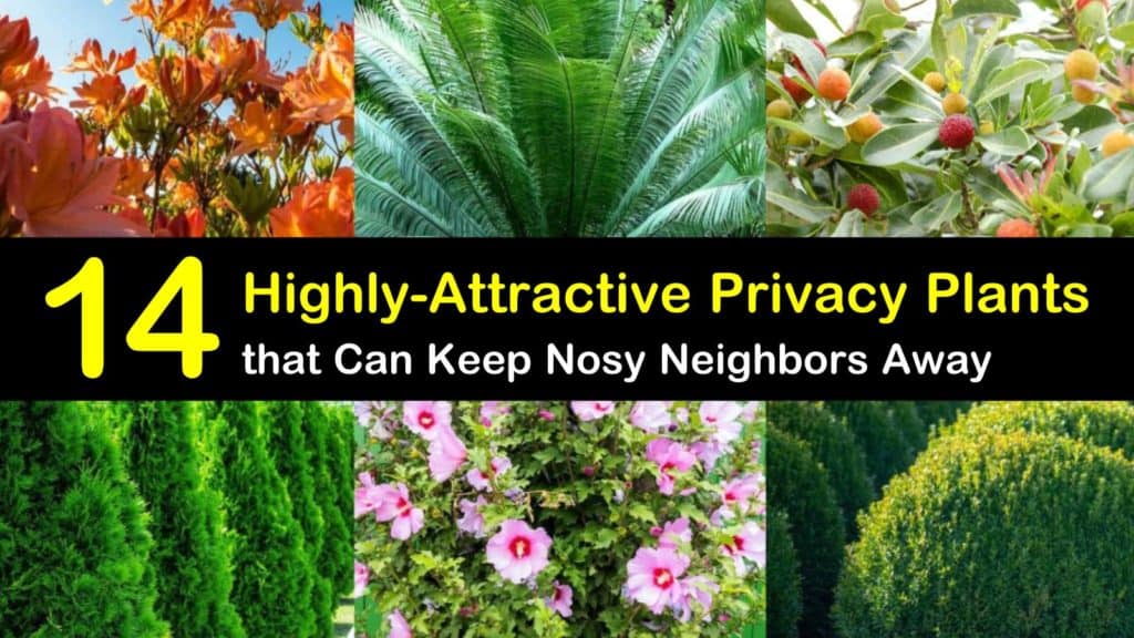 privacy plants titleimg1