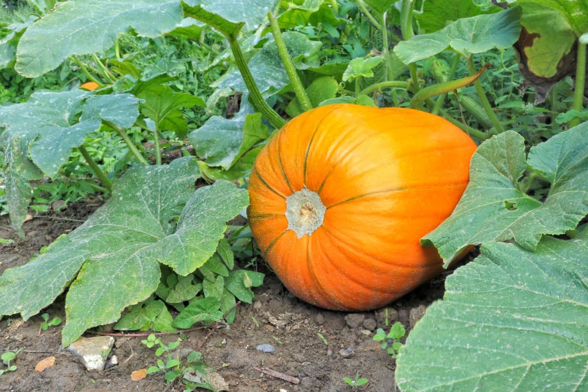 Let the kids grow their own pumpkins for halloween.