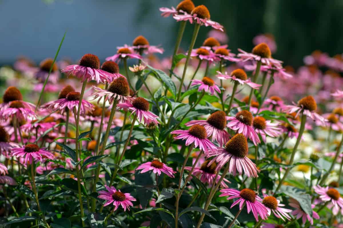 Purple coneflowers have large flower heads.