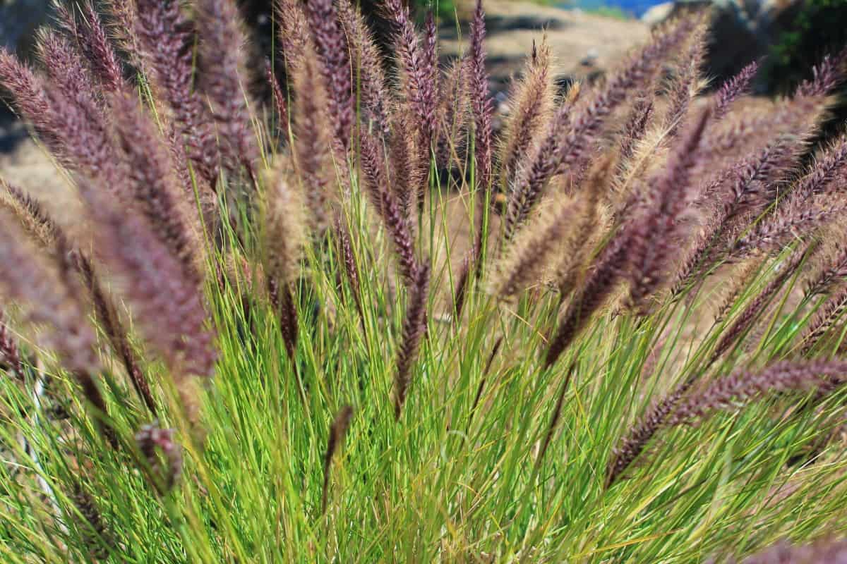 Purple fountain grass is a popular landscaping plant.