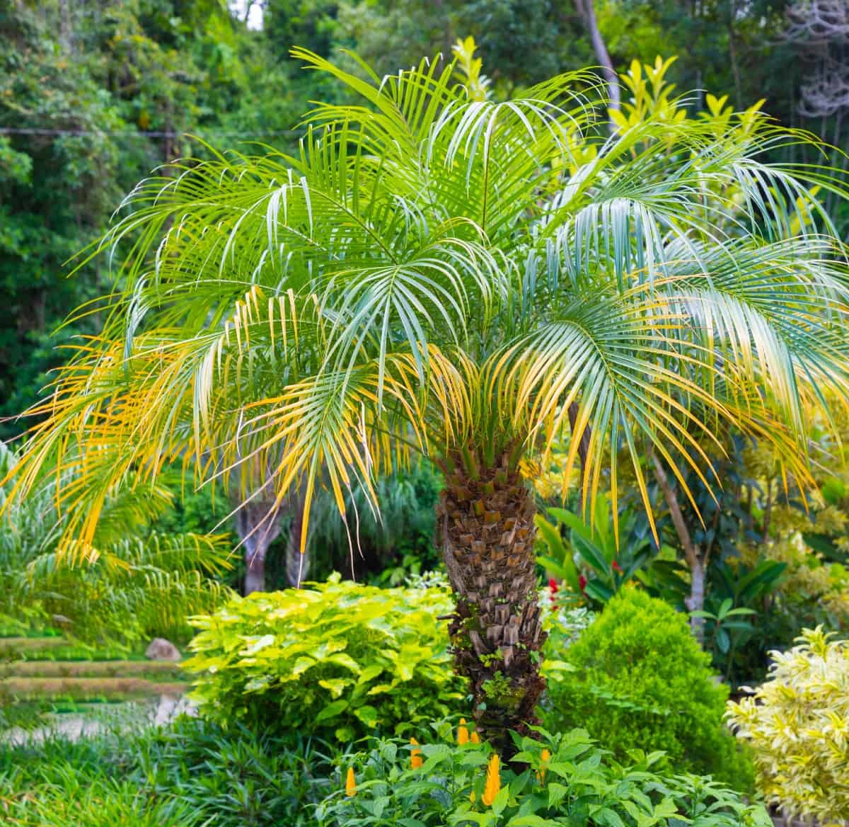 Pygmy date palms are small, slow-growing specimens.
