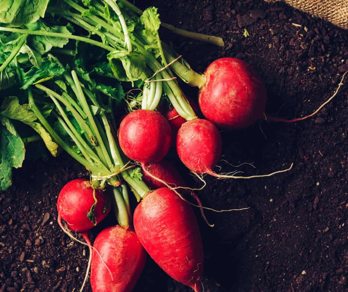 Radishes only take a month to produce the edible veggie.