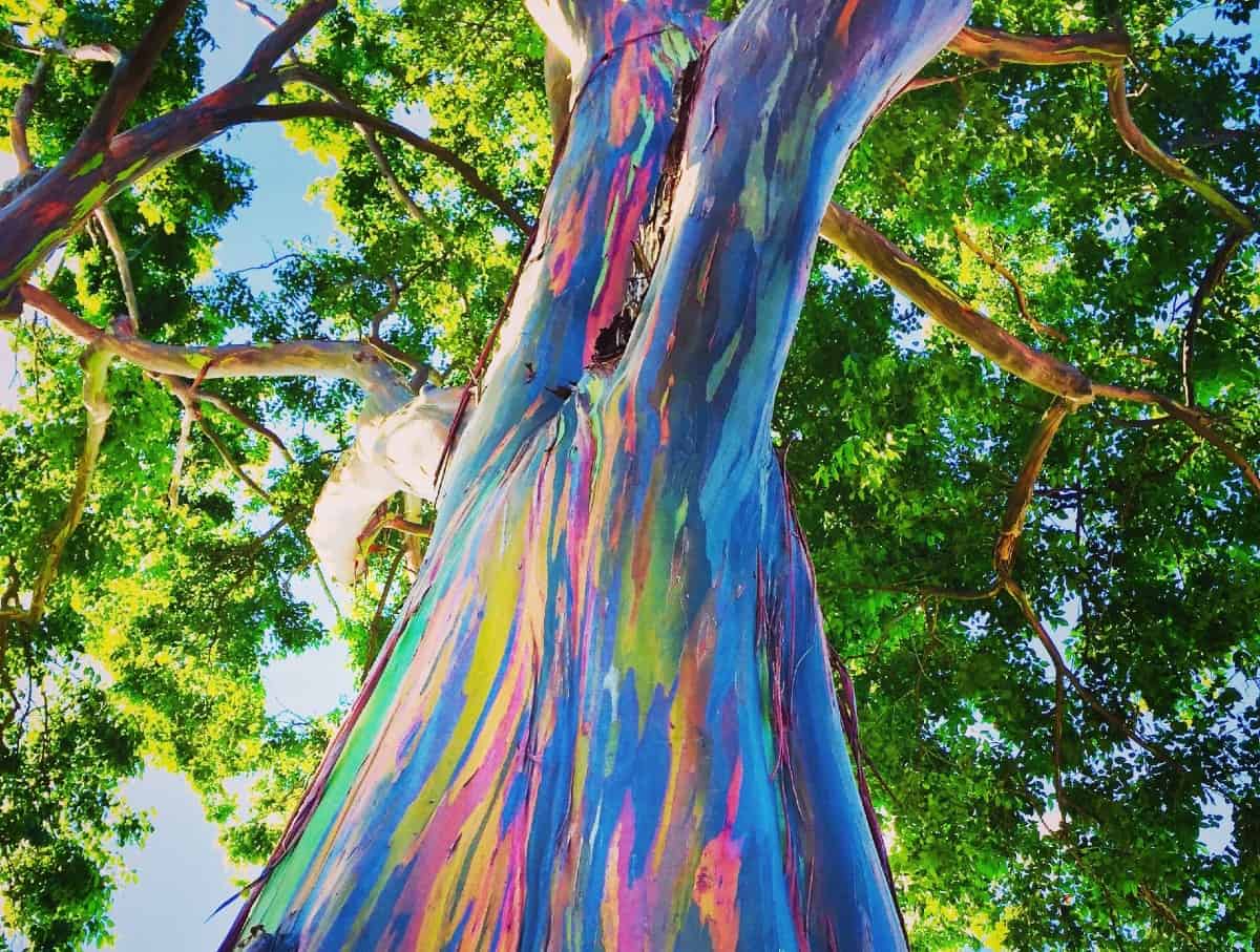 The rainbow eucalyptus is a fast grower.