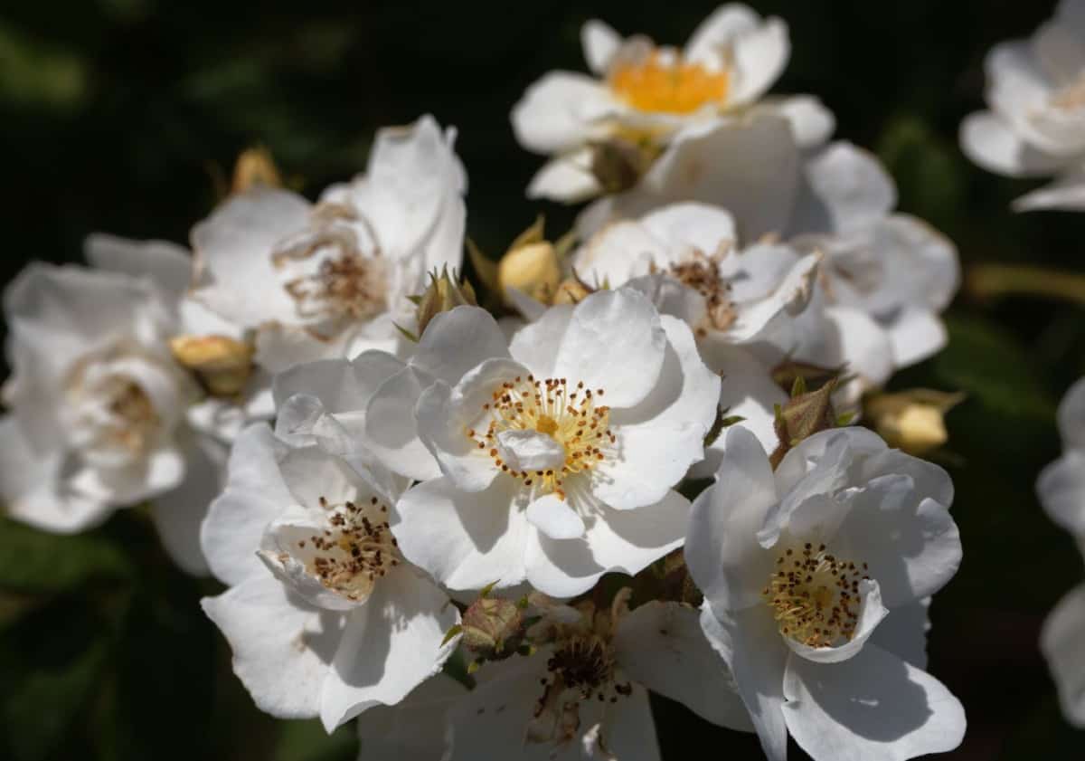 The rambling rector rose has white double-blooms.