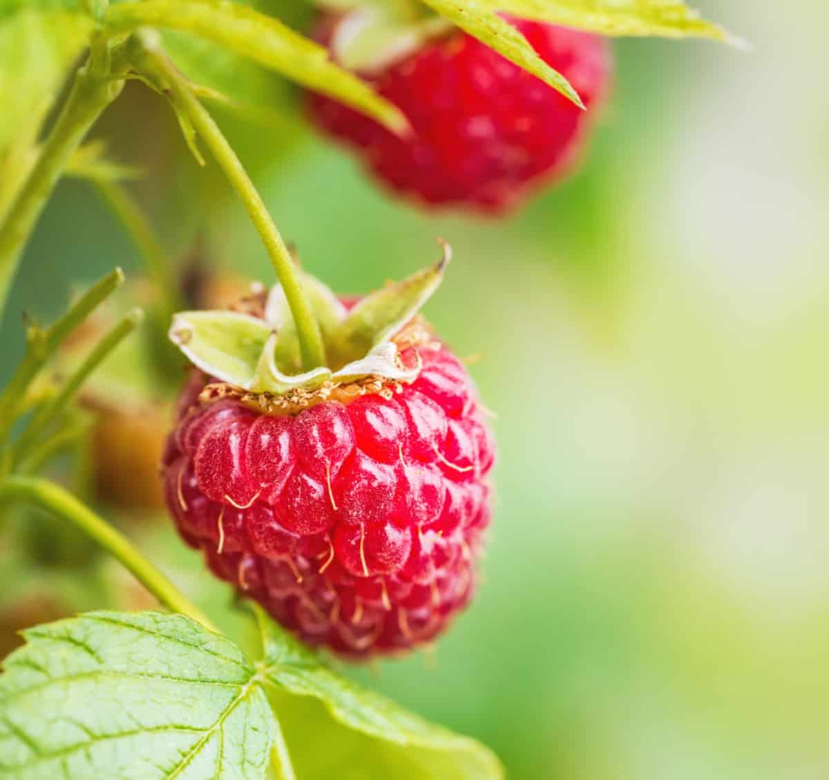 As long as you keep them pruned, raspberry plants can grow in containers.