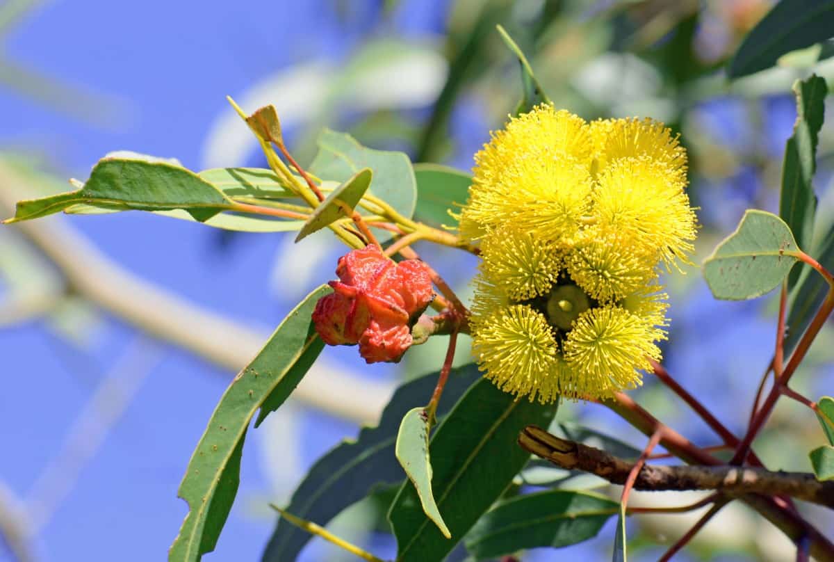 The red cap gum adds privacy to the yard.