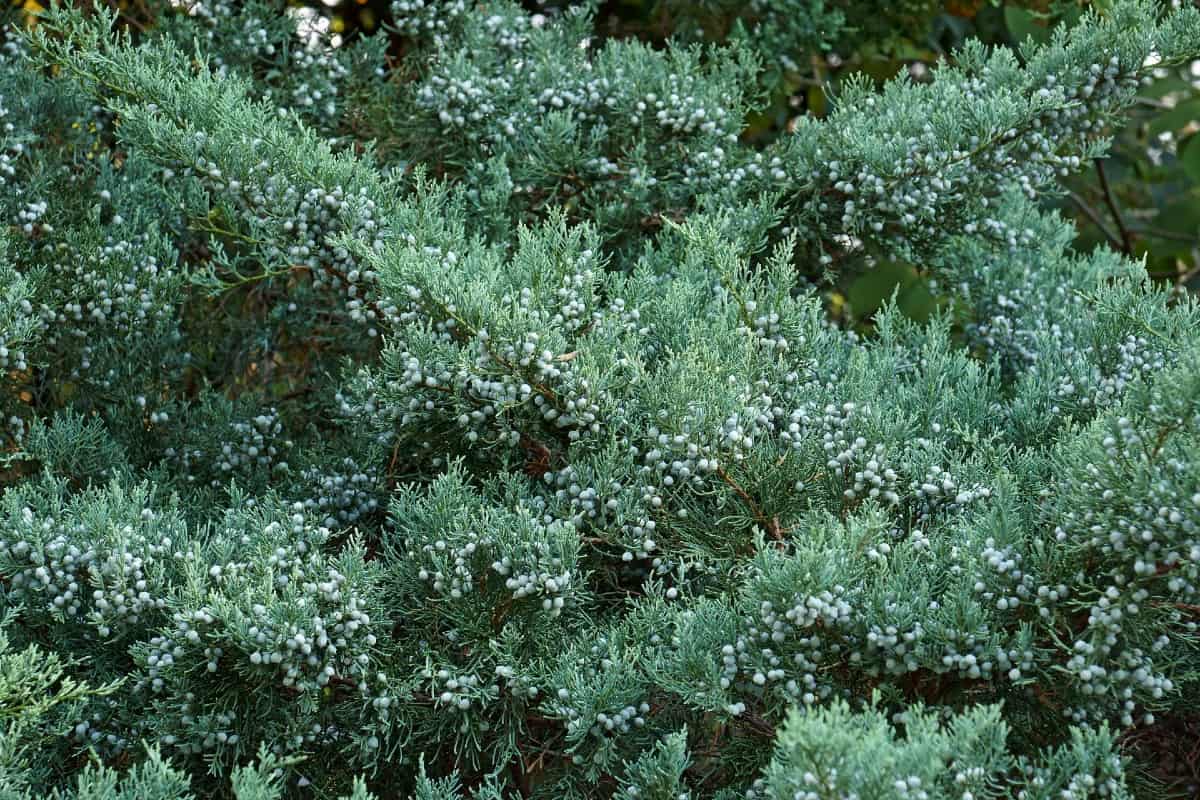 Red cedar trees live a long time.