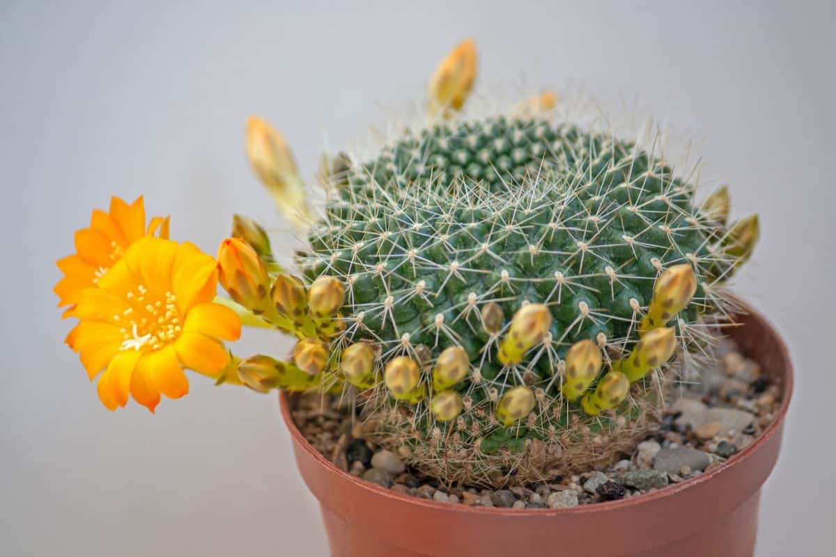 The red crown cactus is native to South America.