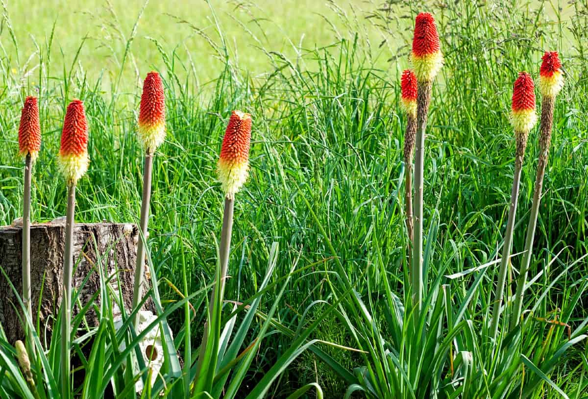 Red hot poker is a tall plant with fiery blooms.