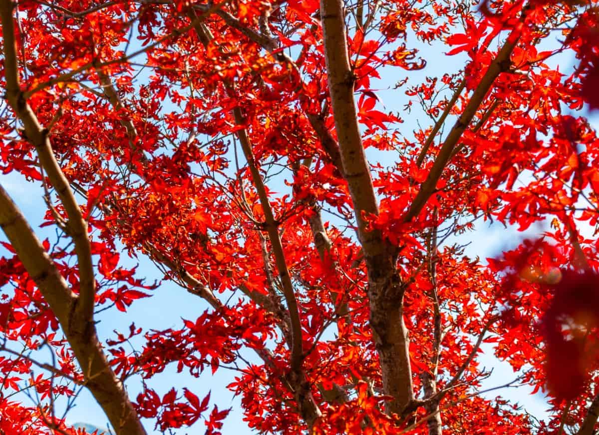 Red maple trees handle drought with ease.