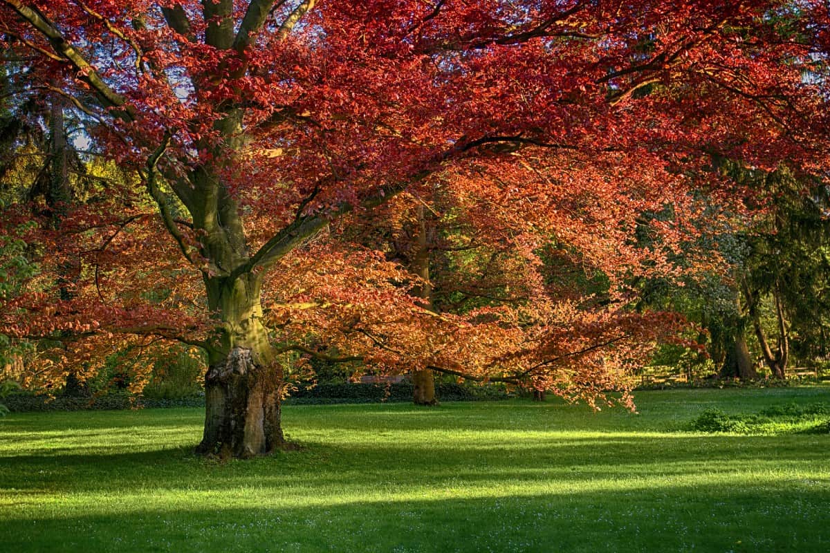 The red oak produces an abundance of acorns.