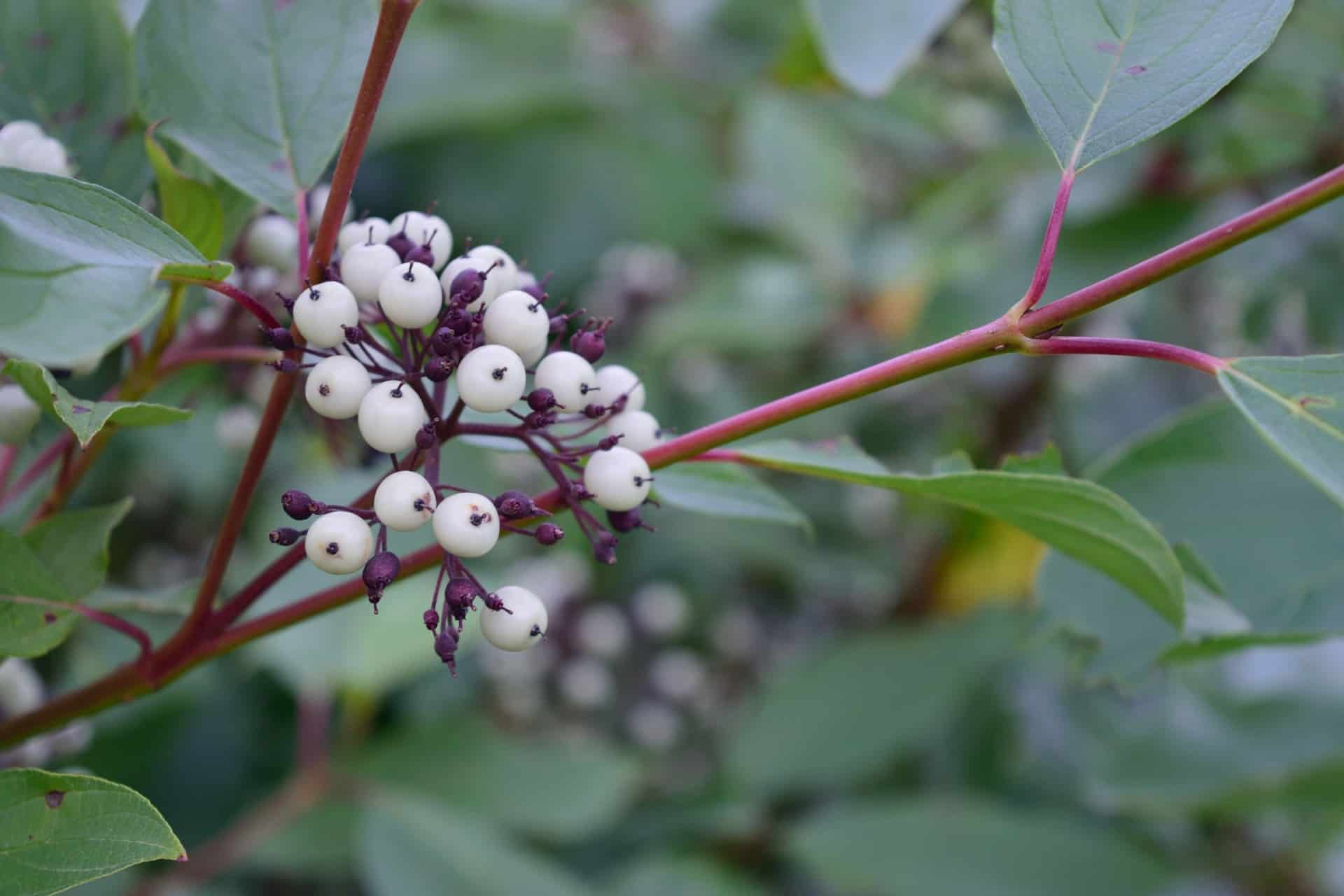 The red twig dogwood stands out in the winter because of its bright red branches.