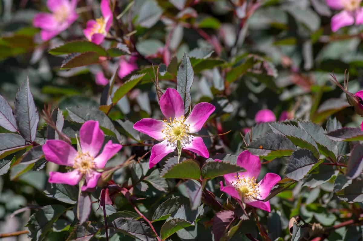 Redleaf roses make an unusually-colored hedge.