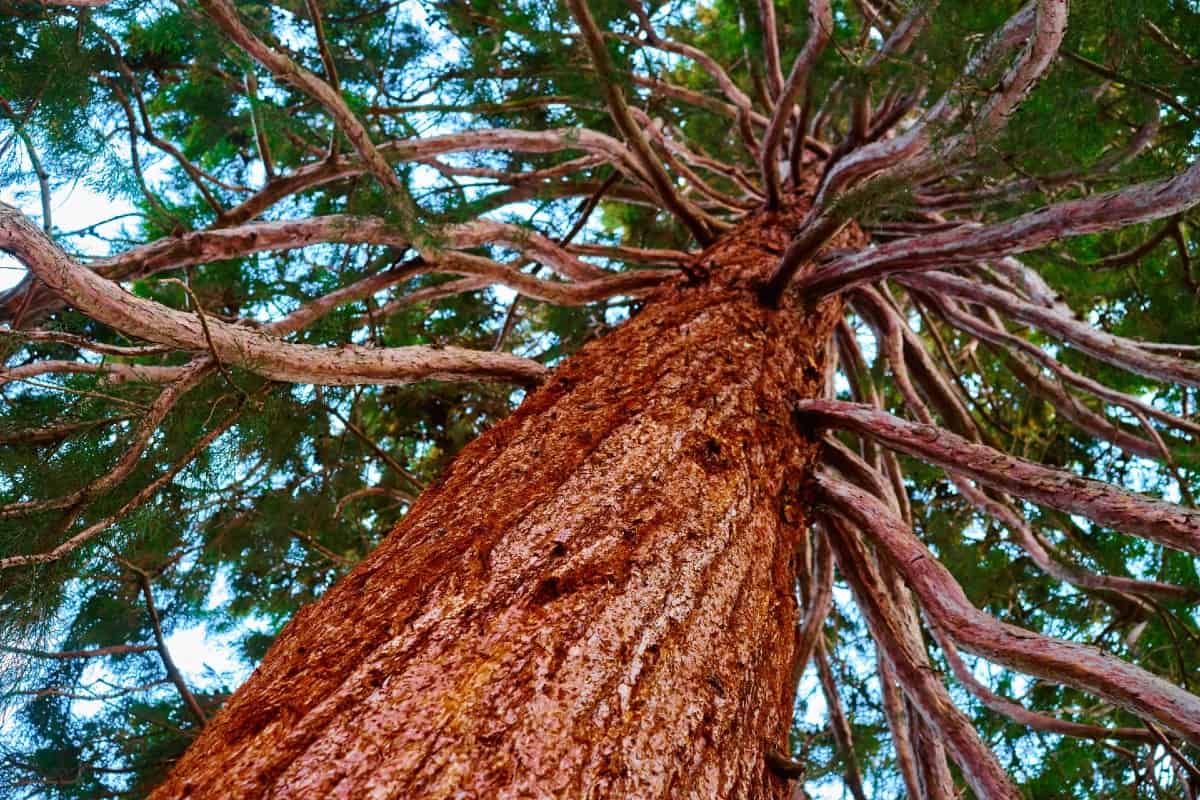 Redwood bark grows up to two feet thick to protect itself from fire.