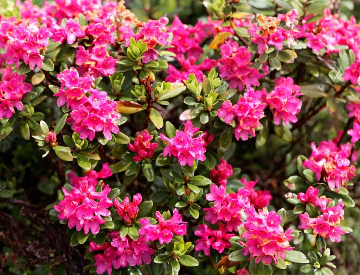 Rhododendrons are low maintenance and smell great.