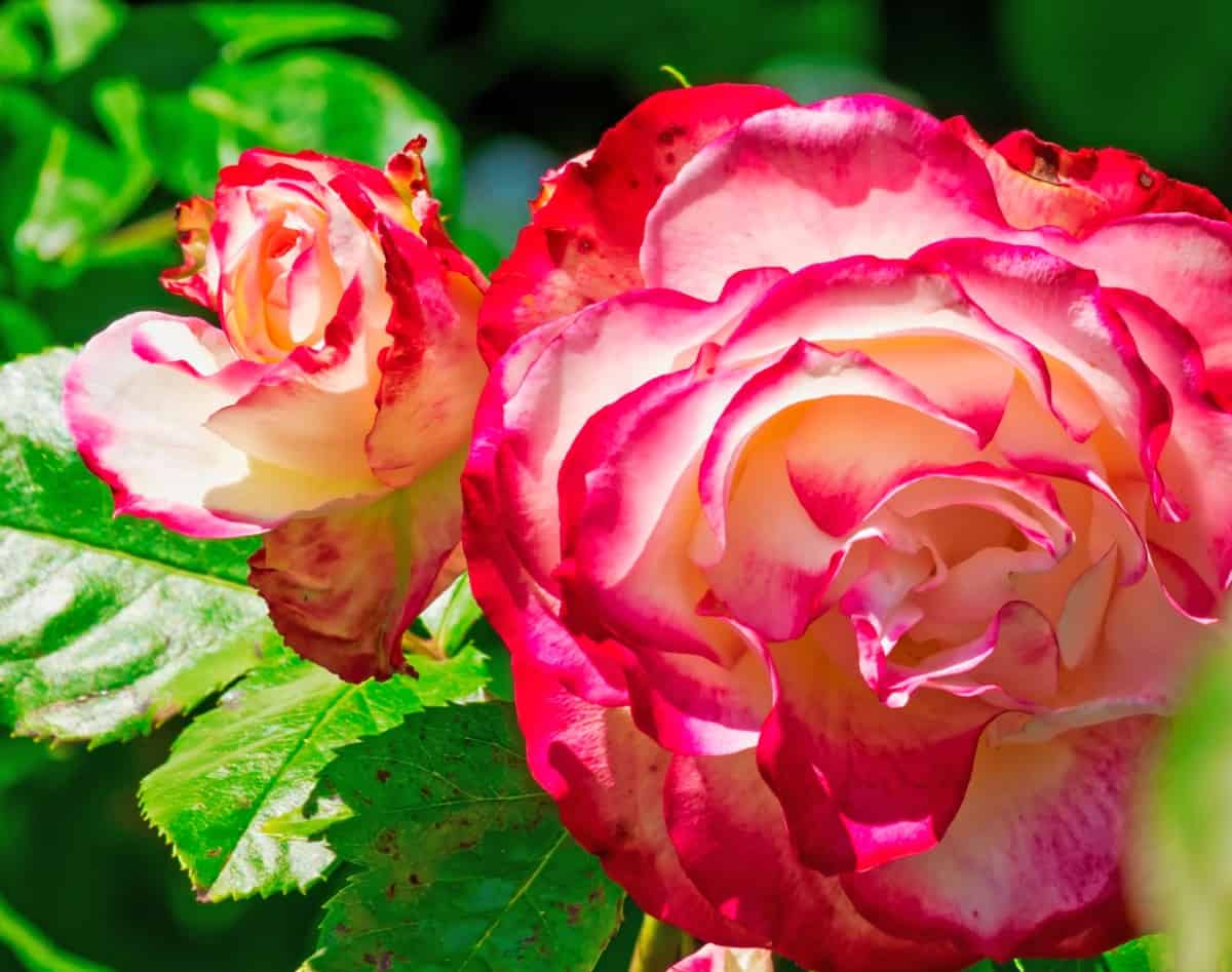 Ring of fire hybrid tea roses make a great border or hedge.