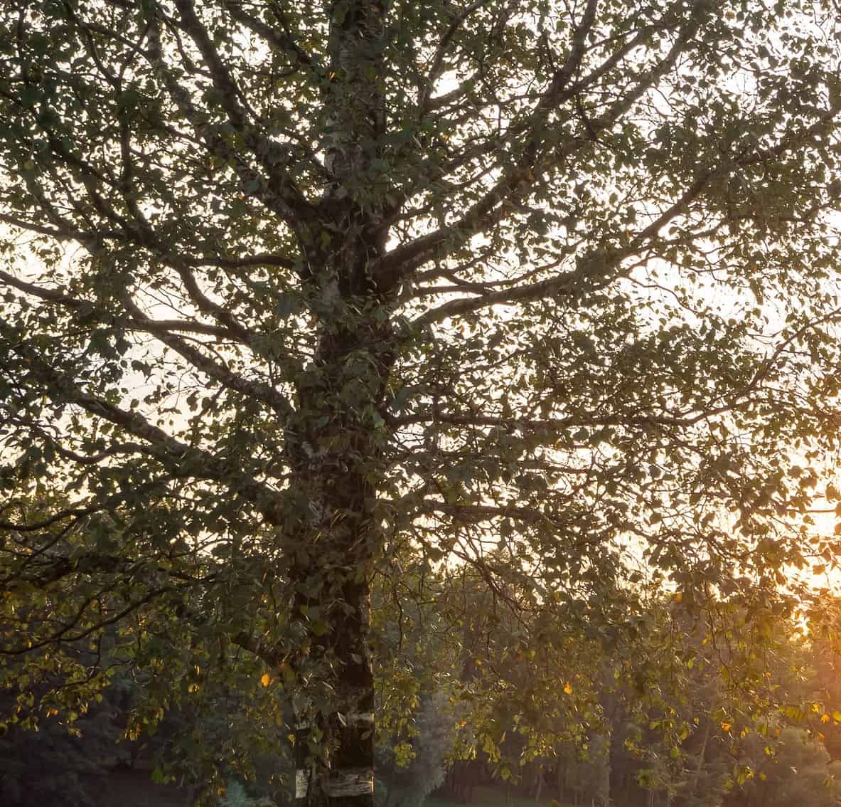 The river birch is known for its unusual bark.