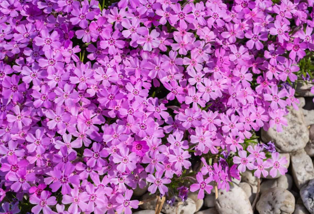 Rock cress is an alpine plant that likes acidic soil.