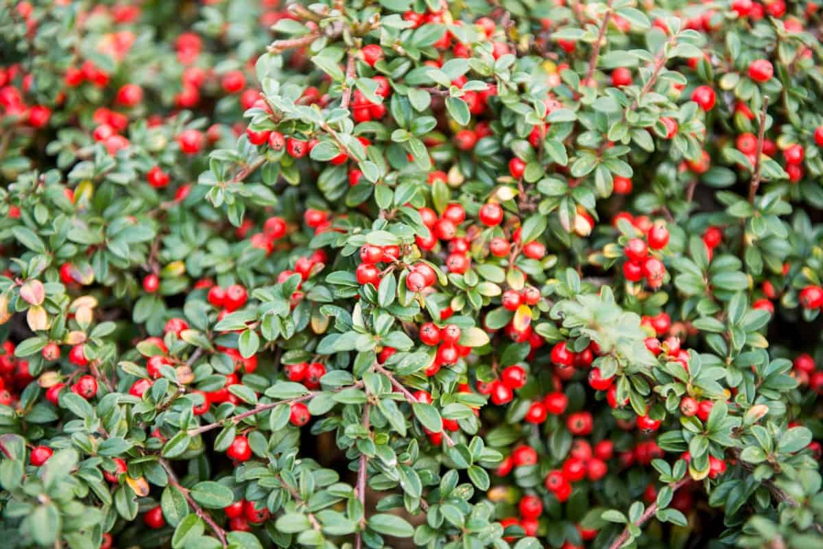 The rockspray cotoneaster is easy to grow.