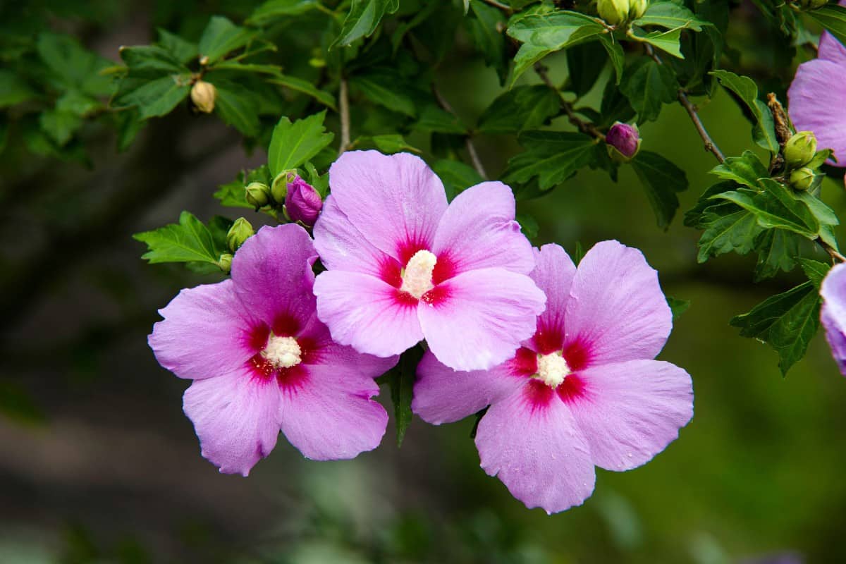 The rose of Sharon is a late-blooming hibiscus variety.