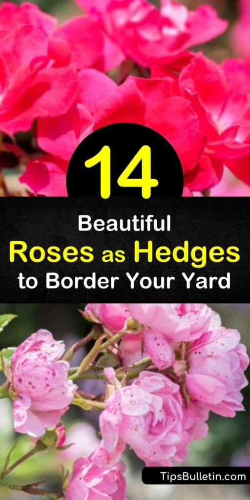 Try choosing between the rugosa rose, knock out rose, and apricot rose for creating the privacy hedge of your dreams. These bare root roses have white, yellow, and pink flowers and transform your yard into a professional-looking rose garden. #roses #hedges #rosehedge