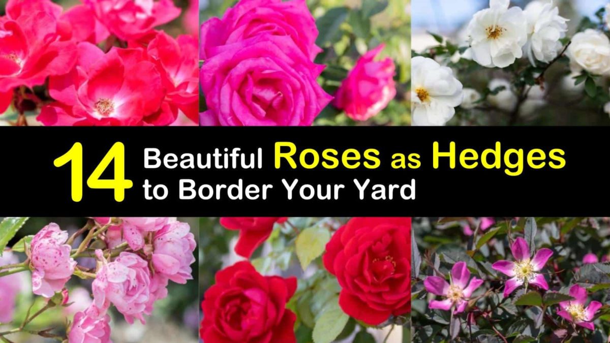 14 Beautiful Roses as Hedges to Border Your Yard
