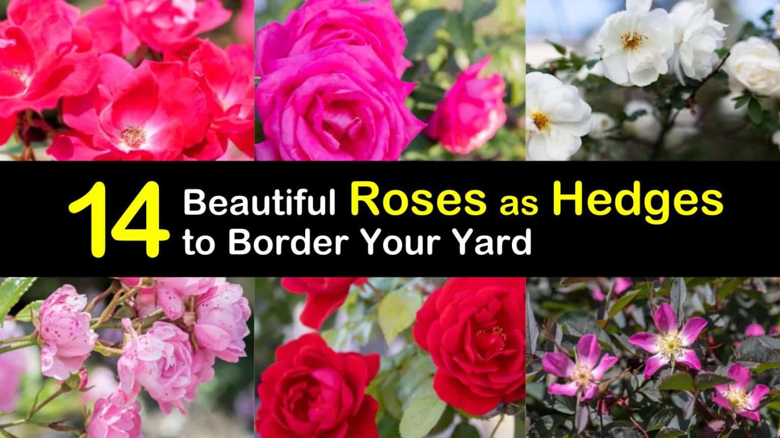 14 Beautiful Roses as Hedges to Border Your Yard
