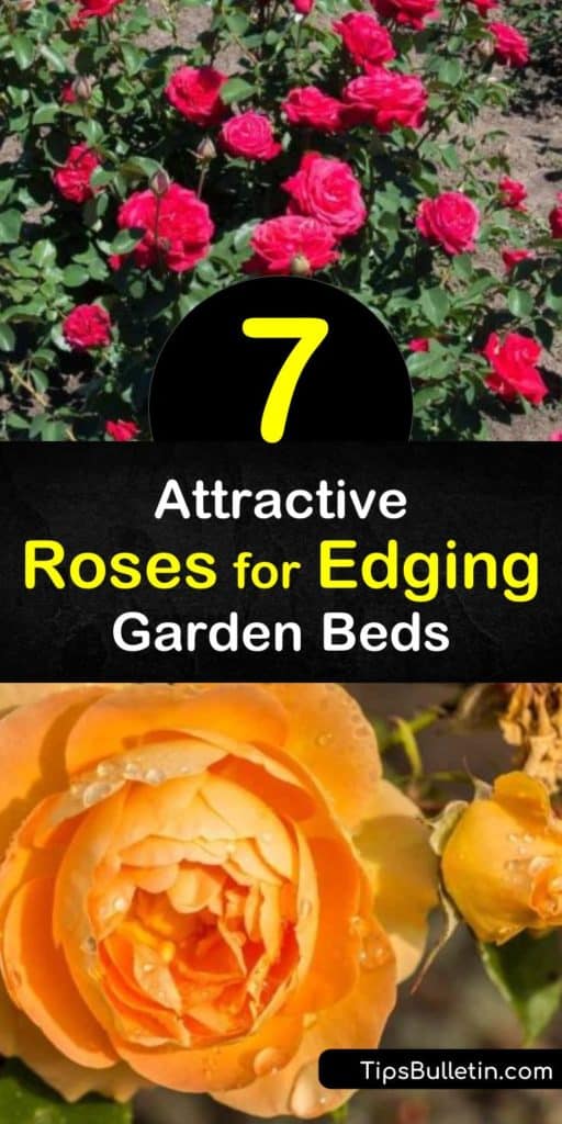 Discover how to create a natural border around your garden with rose bushes. Plant climbing roses as a backdrop and edge your full sun garden or path with low growing hybrid teas, floribunda roses, drift roses, and knock out roses. #rosesforedging #borderroses #edge #roses