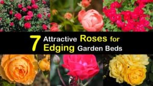 Roses for Edging titleimg1