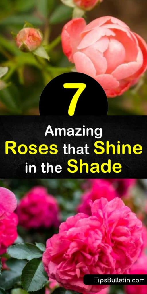 Discover the true perks of roses that tolerate partial shade, are disease resistant, thornless, and have semi-double blooms. Whether you plant an English rose, climbing rose, shrub rose, or hybrid musk rose, these plants are some of the toughest of the entire species. #roses #shade #rosesforshade