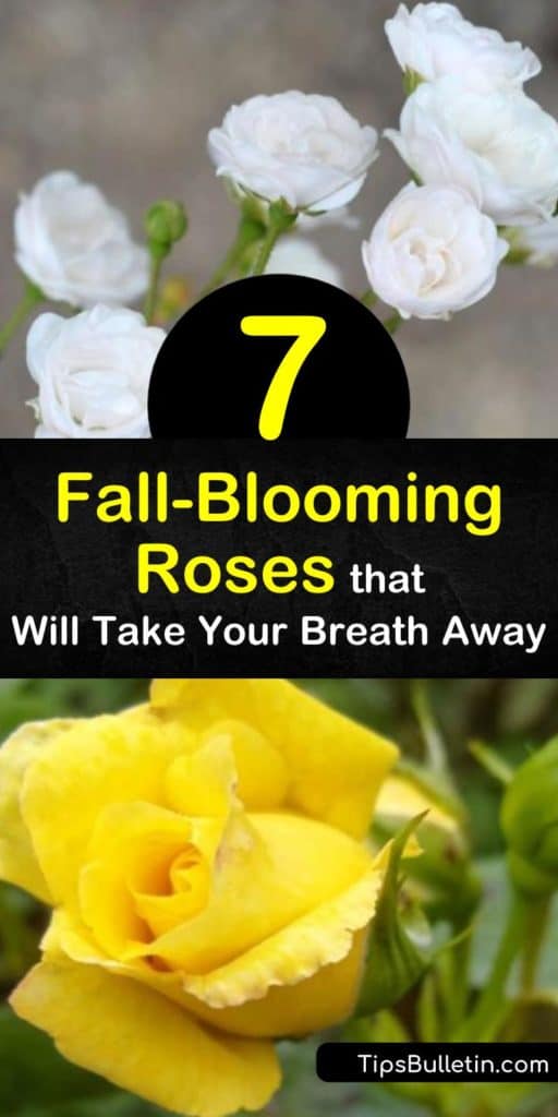 Learn about roses that bloom beyond late summer into the fall. Forget about celosia, pansies, and chrysanthemums if you're looking to add color to a fall garden. These repeat-blooming roses make spectacular additions to DIY flower arrangements. #fallbloomingroses #fallcolor #fallgarden
