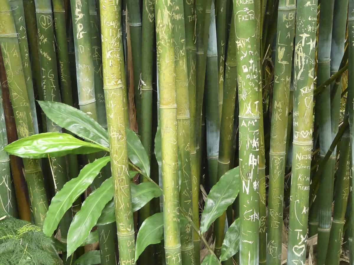 Royal bamboo makes an excellent privacy shrub.