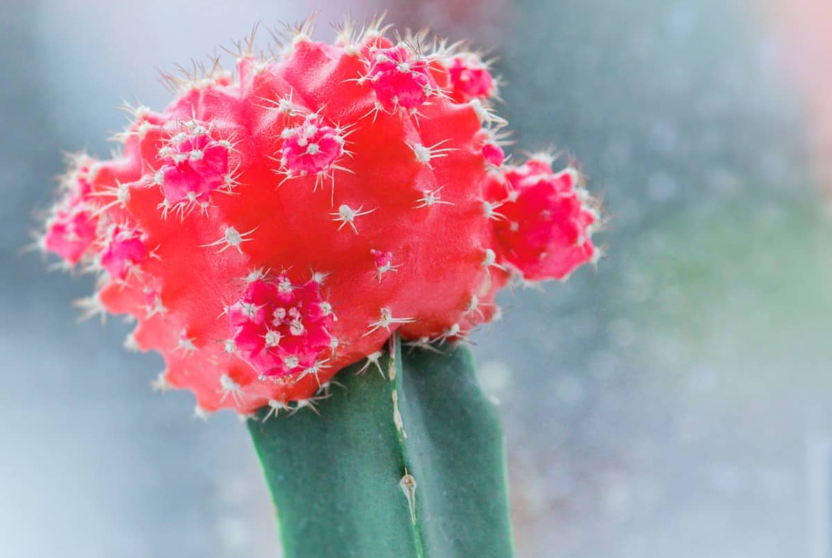 Graft the ruby ball cactus onto other types of cacti.