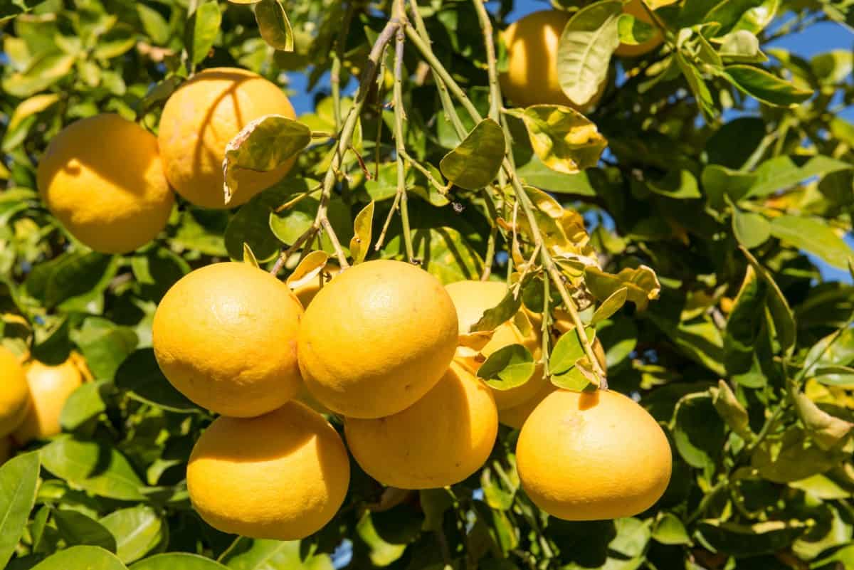 The ruby red grapefruit is an unusually sweet variety.