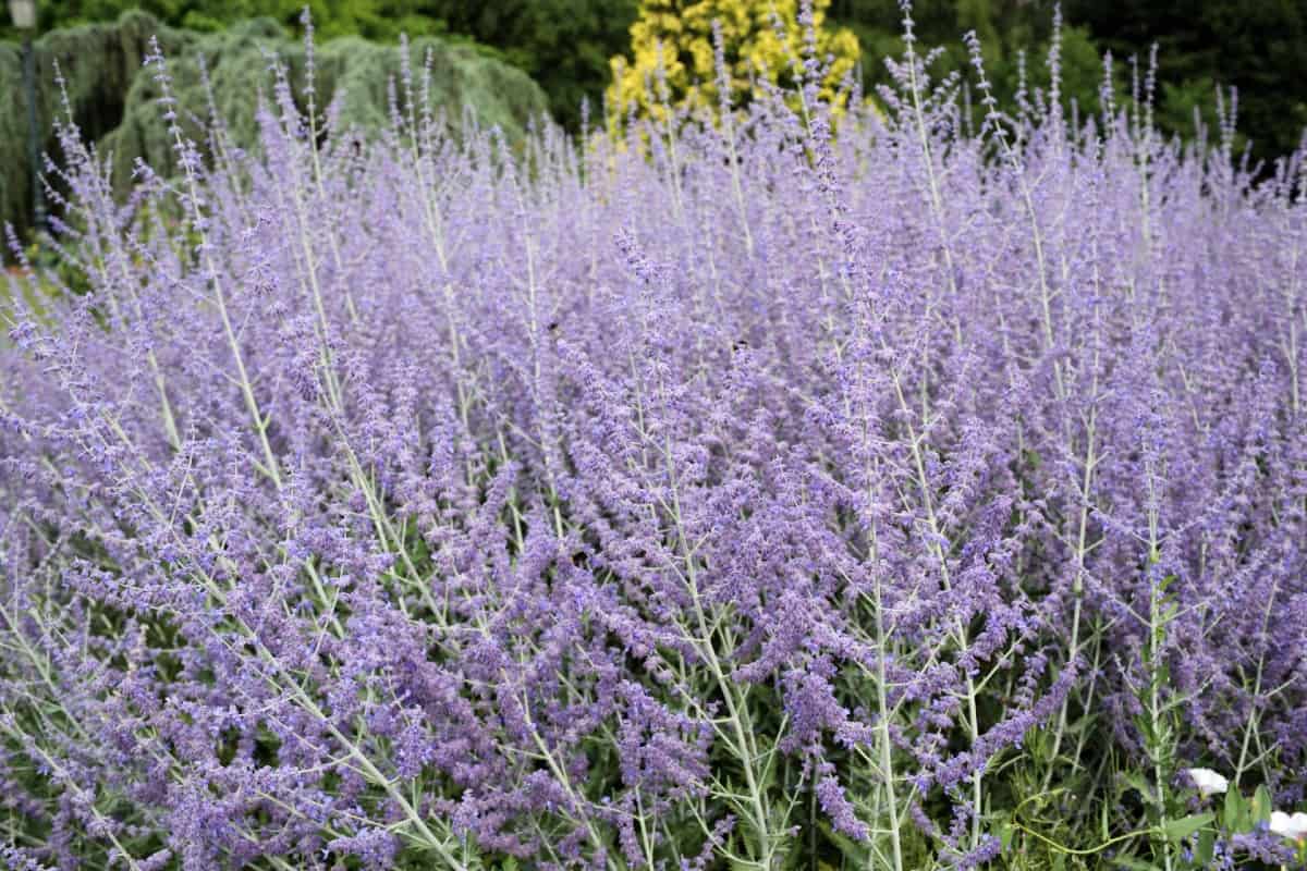 Russian sage makes an excellent ground cover.