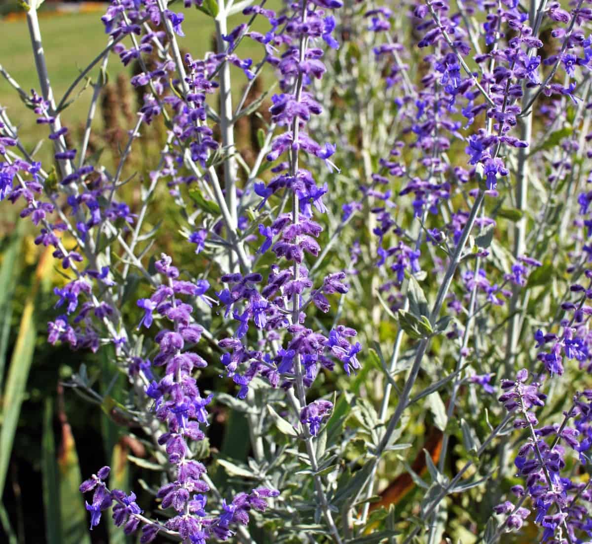 Russian sage is low maintenance.