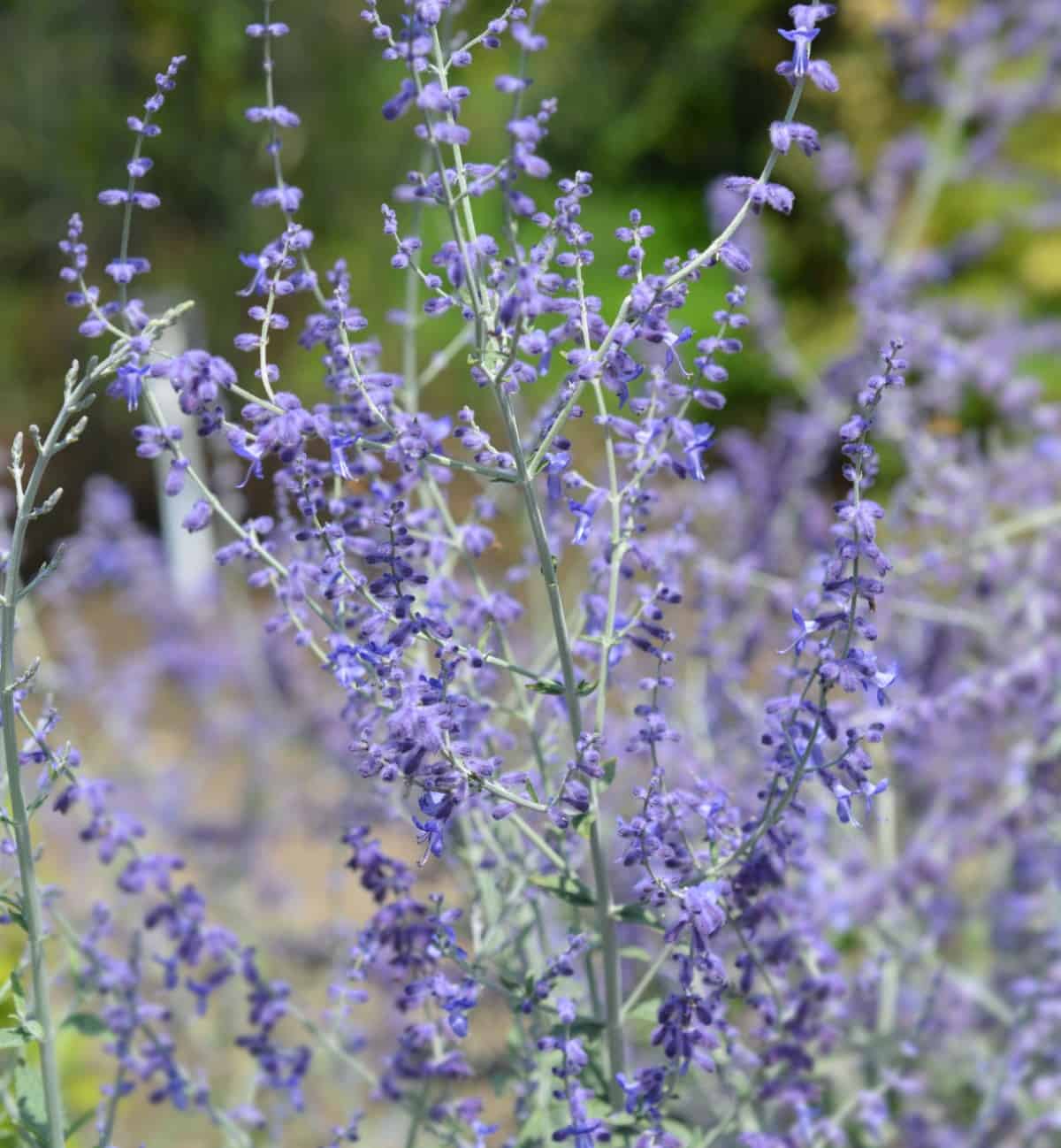 Russian sage is one of the best perennials for dry areas.