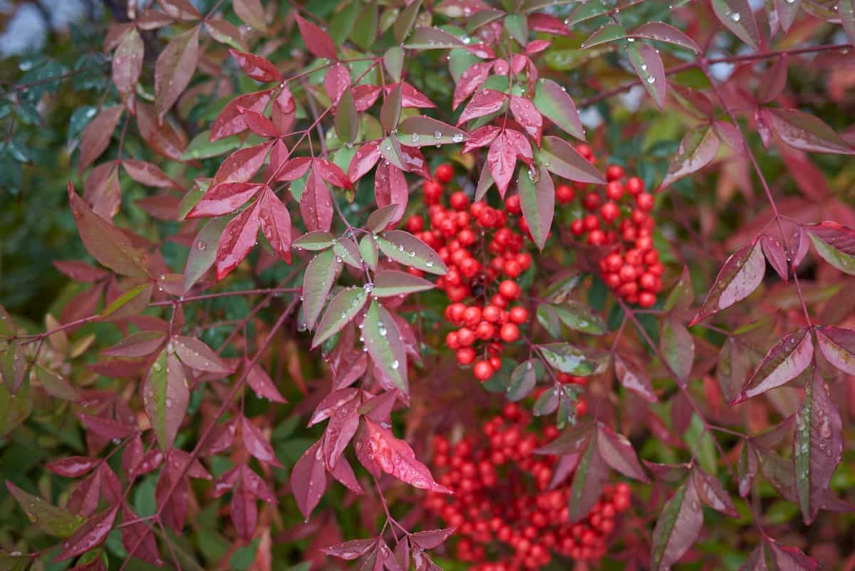 Sacred bamboo is a shrub that is not actually a member of the bamboo family.