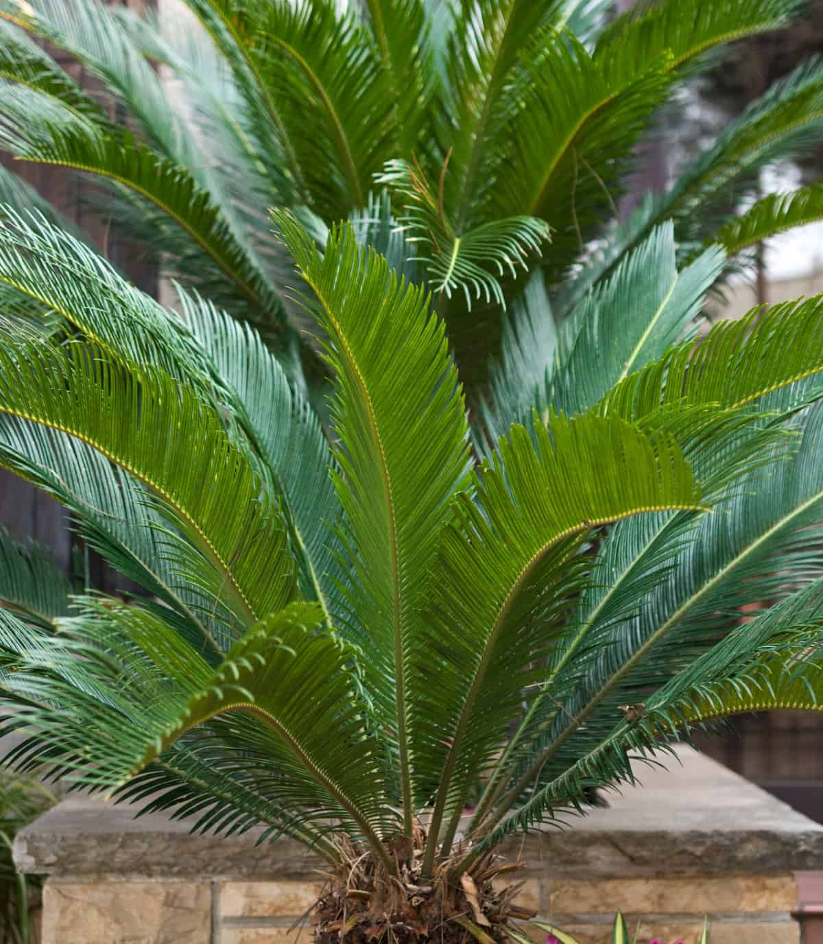 Sago palms are hardy, slow-groweres.