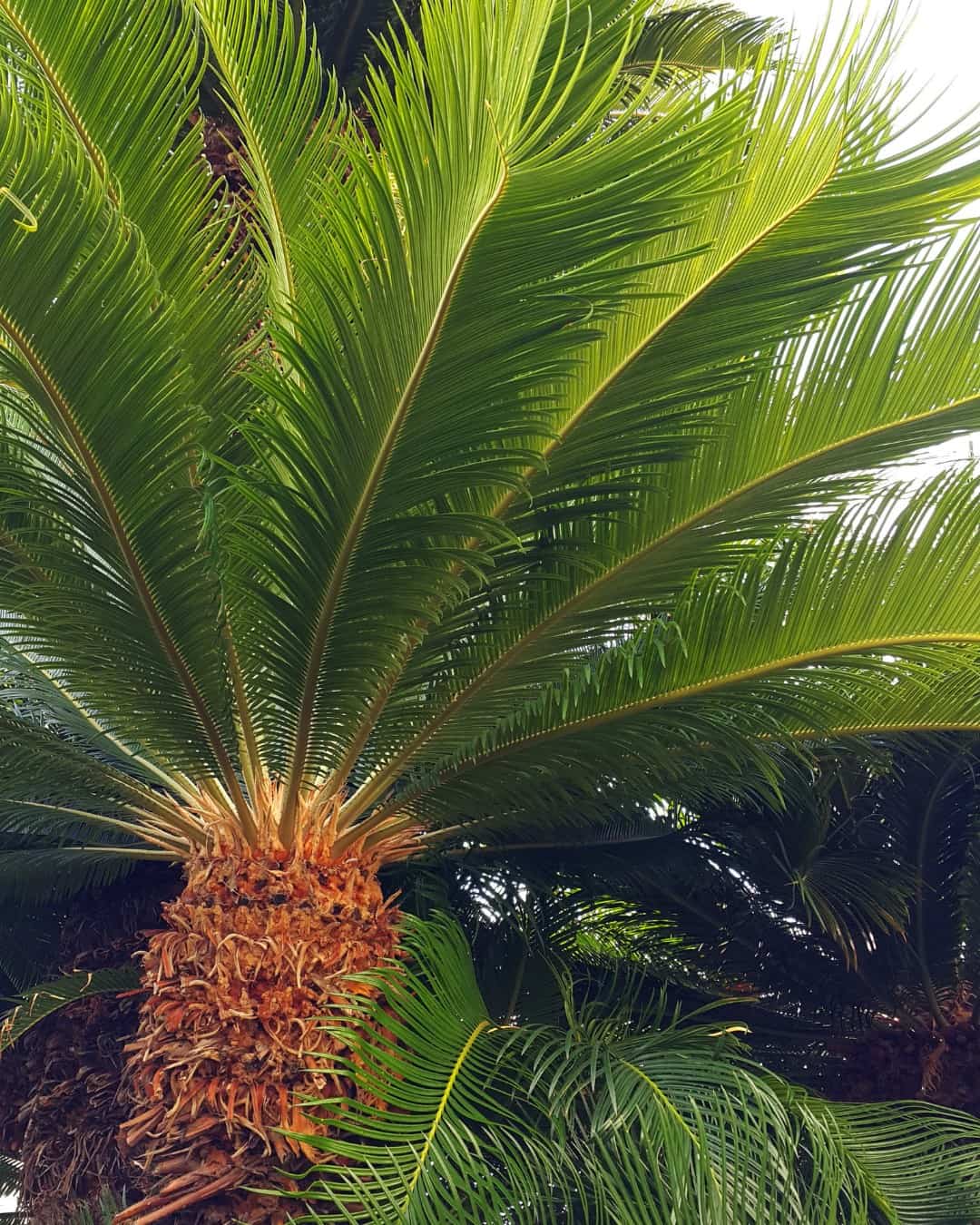 Sago palms are not actually a palm tree at all.